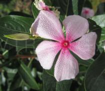Catharanthus roseus - Flower and flower bud - Click to enlarge!