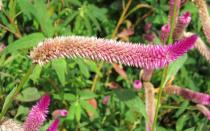 Celosia argentea - Inflorescence - Click to enlarge!