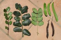 Ceratonia siliqua - Leaves and pods - Click to enlarge!
