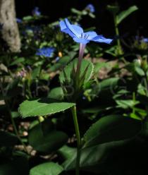 Ceratostigma plumbaginoides - Flower, side view - Click to enlarge!