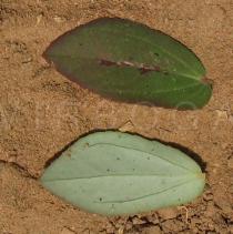 Chamaesyce hyssopifolia - Upper and lower side of leaf - Click to enlarge!