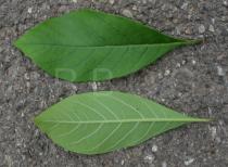 Chionanthus virginicus - Upper and lower surface of leaf - Click to enlarge!