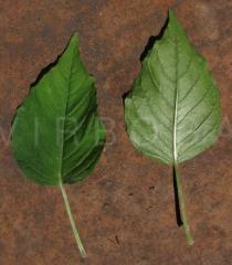 Circaea lutetiana - Upper and lower surface of leaf - Click to enlarge!
