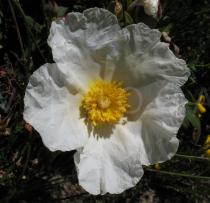 Cistus ladanifer - Flower - Click to enlarge!