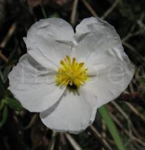 Cistus libanotis - Flower - Click to enlarge!