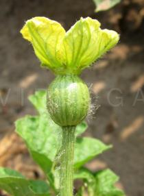 Citrullus lanatus - Flower, side view - Click to enlarge!