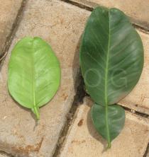 Citrus maxima - Upper and lower surface of leaf - Click to enlarge!