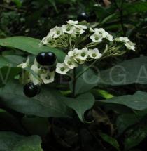 Clerodendrum thyrsoideum - Inflorescence - Click to enlarge!
