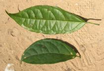 Clerodendrum thyrsoideum - Upper and lower surface of leaf - Click to enlarge!
