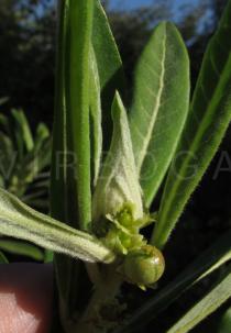 Clutia kilimandscharica - Female flower and fruit - Click to enlarge!