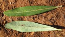 Clutia kilimandscharica - Upper and lower surface of leaves - Click to enlarge!