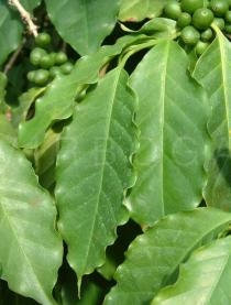 Coffea arabica - Leaves - Click to enlarge!