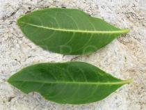 Conocarpus erectus - Upper and lower side of leaf - Click to enlarge!
