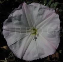 Convolvulus arvensis - Flower - Click to enlarge!