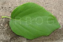 Cordia sebestena - Upper surface of leaf - Click to enlarge!