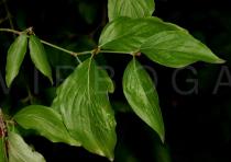 Cornus mas - Leaf insertion - Click to enlarge!