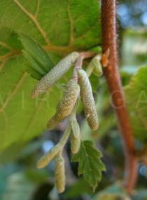 Corylus avellana - Developing male catkins - Click to enlarge!