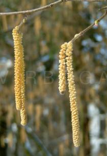Corylus avellana - Close-up of male catkins, female flower in the upper right corner - Click to enlarge!