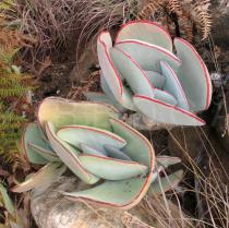 Cotyledon orbiculata - Foliage - Click to enlarge!