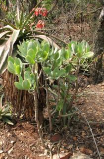 Cotyledon orbiculata - Habit - Click to enlarge!