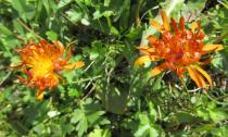 Crepis aurea - Flower heads - Click to enlarge!