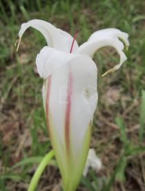 Crinum ornatum - Flower, side view - Click to enlarge!