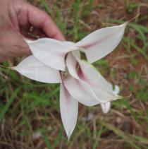 Crinum ornatum - Flower - Click to enlarge!