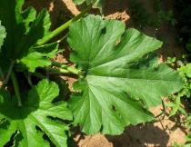Cucurbita pepo - Leaf upper side - Click to enlarge!