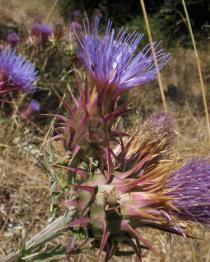 Cynara algarbiensis - Flower head, side view - Click to enlarge!