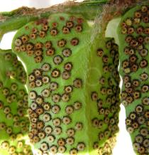 Cyrtomium falcatum - Sori close-up - Click to enlarge!