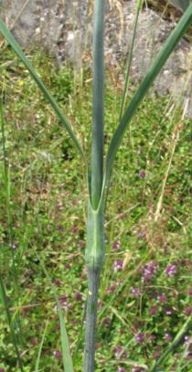Dianthus giganteus - Leaf insertion - Click to enlarge!