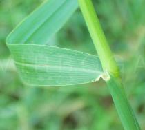Digitaria insularis - Leaf base - Click to enlarge!
