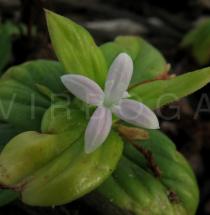 Diodia vaginalis - Flower - Click to enlarge!