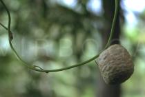 Dioscorea bulbifera - Bulbil - Click to enlarge!