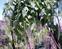 Dioscorea maciba - Foliage and flowers - Click to enlarge!