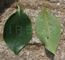Diospyros kaki - Upper and lower surface of leaf - Click to enlarge!