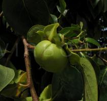 Diospyros kaki - Ripening fruit - Click to enlarge!