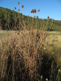 Dipsacus fullonum - Habit - brown stalks and heads of dead plants - Click to enlarge!