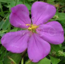 Dissotis rotundifolia - Flower - Click to enlarge!