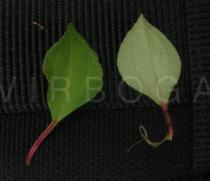 Dissotis rotundifolia - Upper and lower surface of leaf - Click to enlarge!