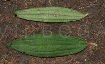 Dissotis senegambiensis - Upper and lower surface of leaf - Click to enlarge!