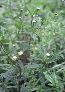 Eclipta prostrata - Flowering plant - Click to enlarge!