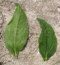 Eclipta prostrata - Upper and lower side of leaf - Click to enlarge!