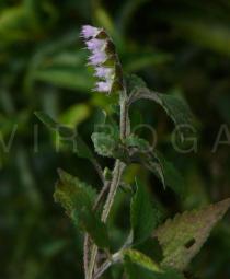 Elsholtzia argyi - Inflorescence - Click to enlarge!
