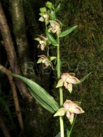 Epipactis helleborine - Flowers - Click to enlarge!
