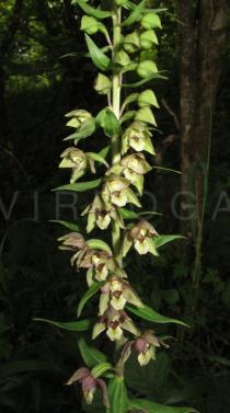 Epipactis helleborine - Inflorescence - Click to enlarge!