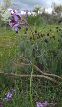 Erysimum linifolium - Inflorescence - Click to enlarge!