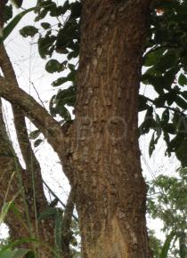 Erythrina senegalensis - Bark - Click to enlarge!