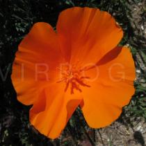 Eschscholzia californica - Flower - Click to enlarge!