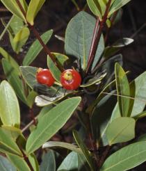 Eugenia punicifolia - Fruits - Click to enlarge!